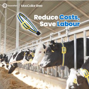 MooCollar Bree. Product developed by Sveaverken Global