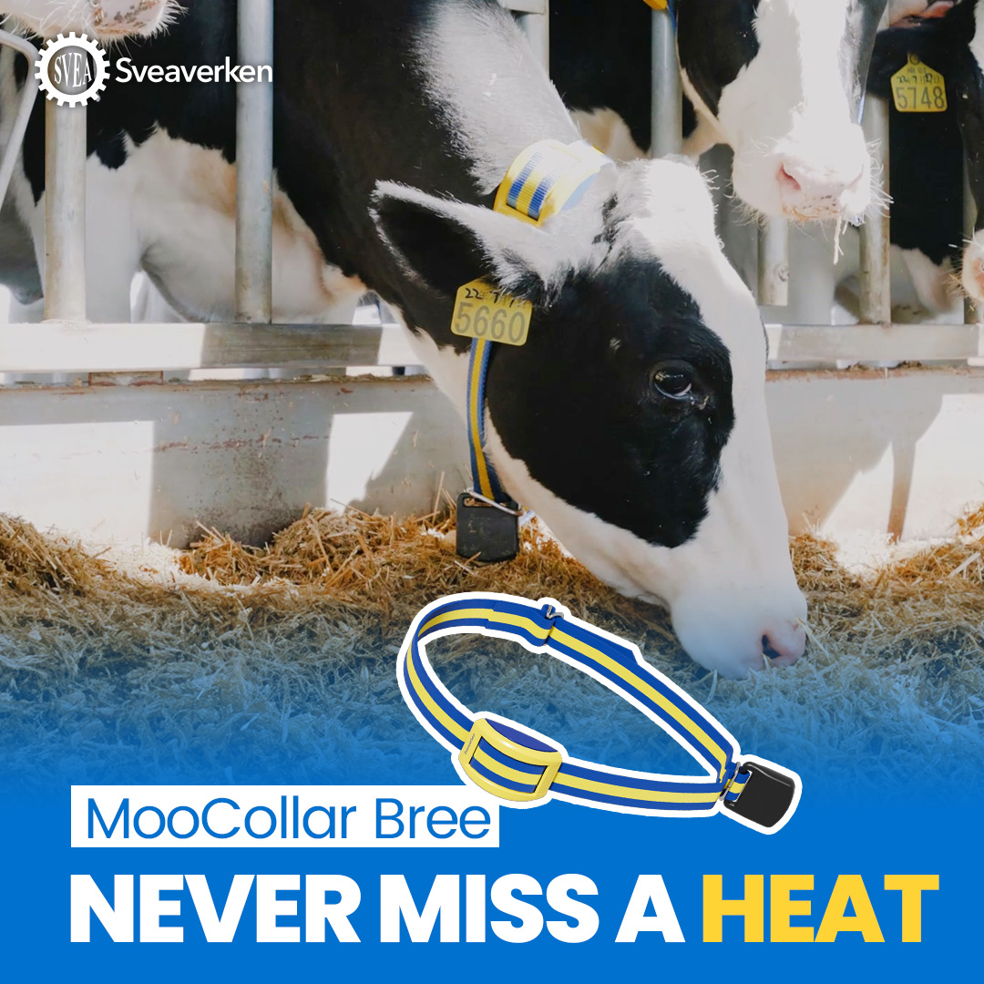 MooCollar Connection Box. Product developed by Sveaverken Global - Image 5